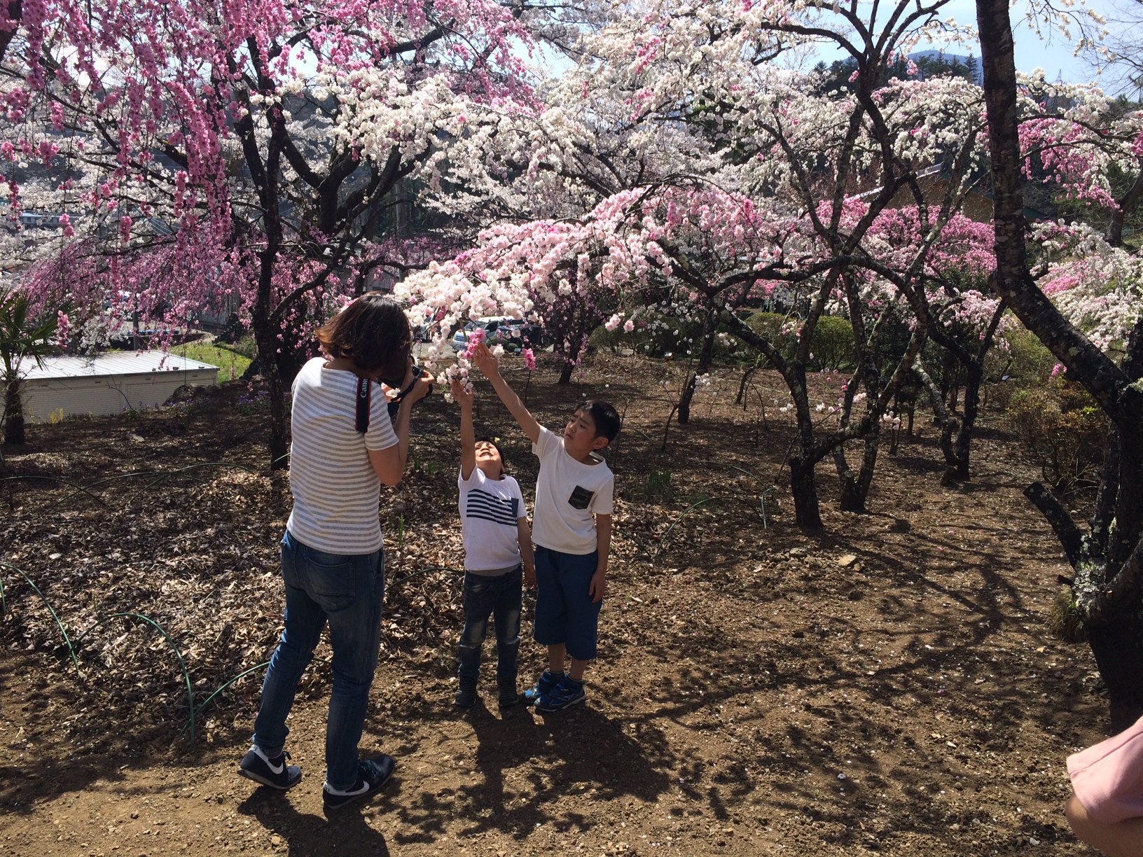 ���Ԍ��}���V�F�B�e��