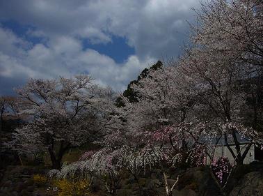 �\���C���V�m�Ɠ��̉�2009�N