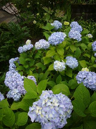 ���z�ԁi�j2009�N6��22��