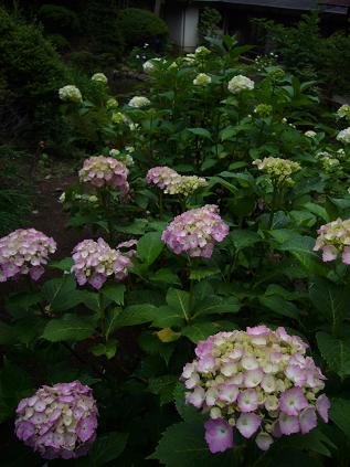 ���z�ԁi�s���N�j2009�N6��22��