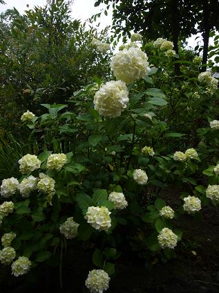 ���z�ԁi���j2009�N6��22��