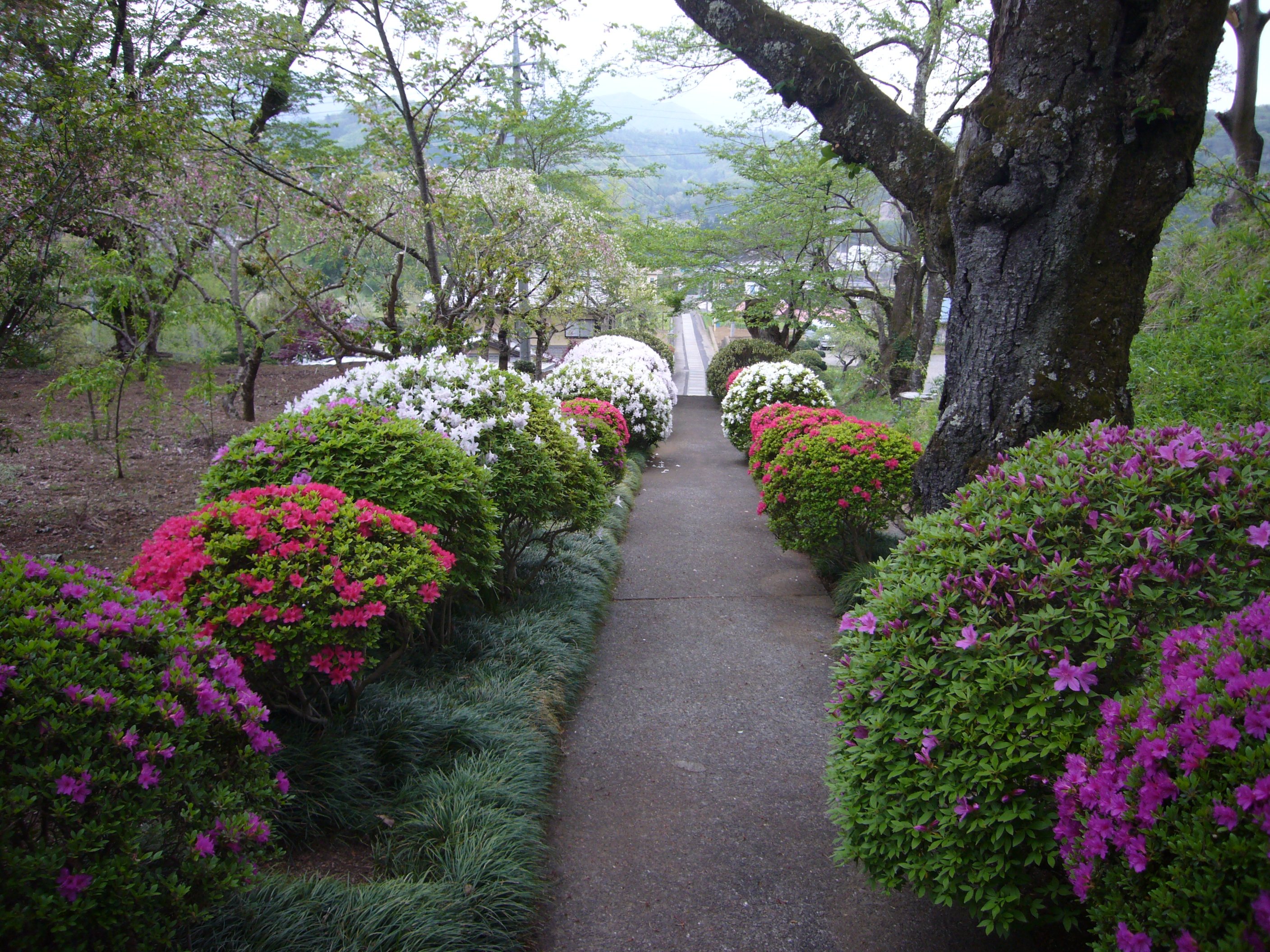 �Q���̂��@2011�N