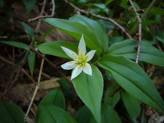 �`�S����