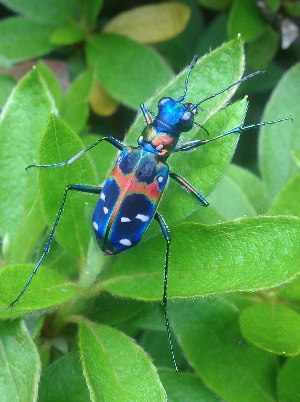 ���L�i�n���~���E�j