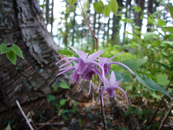 �C�J���\�E