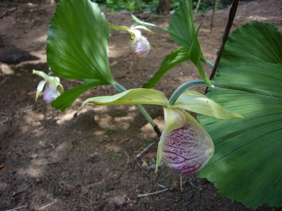 �N�}�K�C�\�E