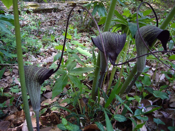 �E���V�}�\�E